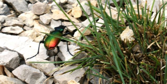 Carabidae: Calosoma sicophanta